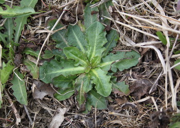 Gewöhnliches Ferkelkraut (Hypochoeris radicata) - © Philipp Sengl